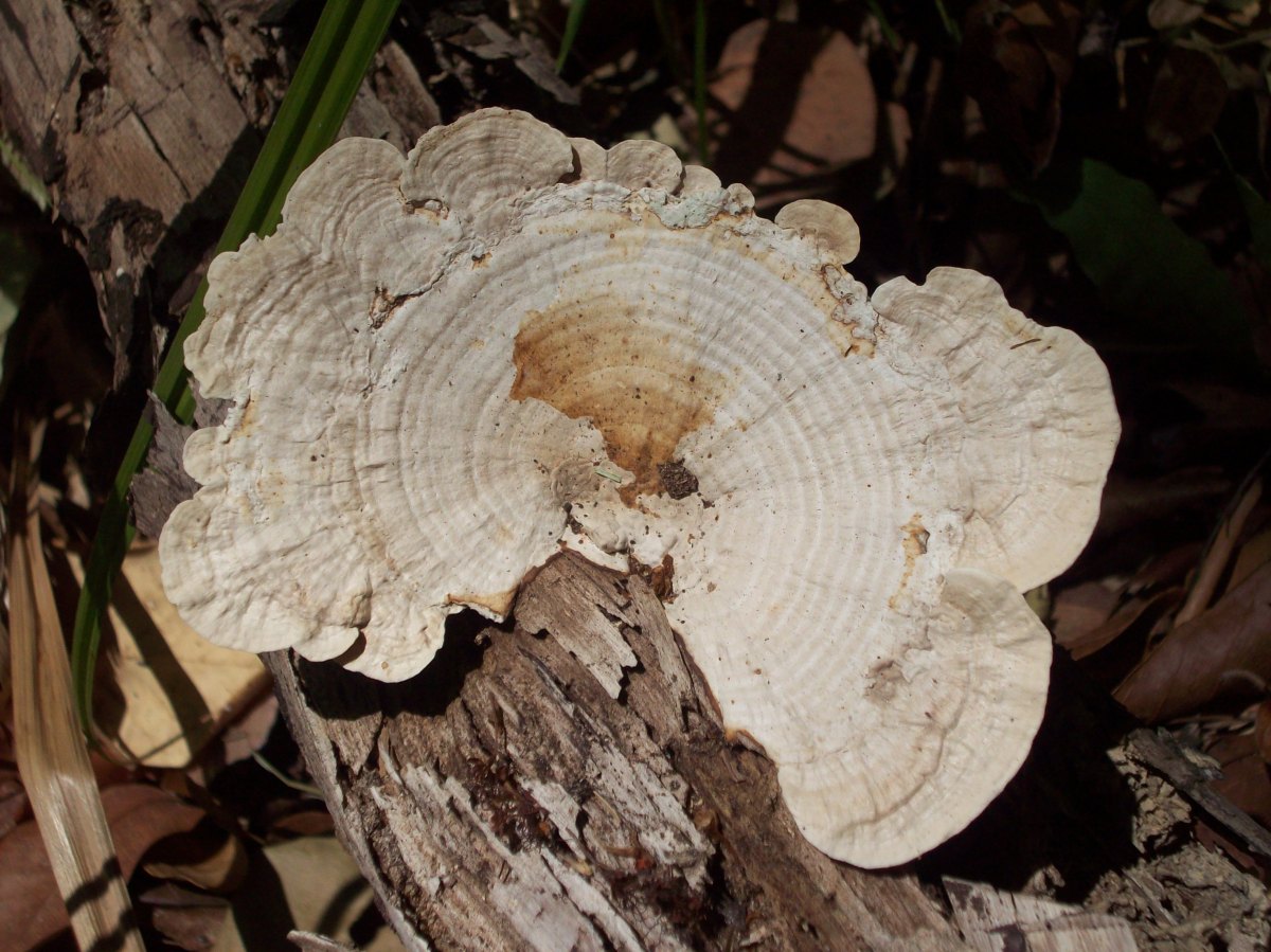 Part Tres:  Panama, Boca Brava, Venao and Isla&nbsp;Contadora