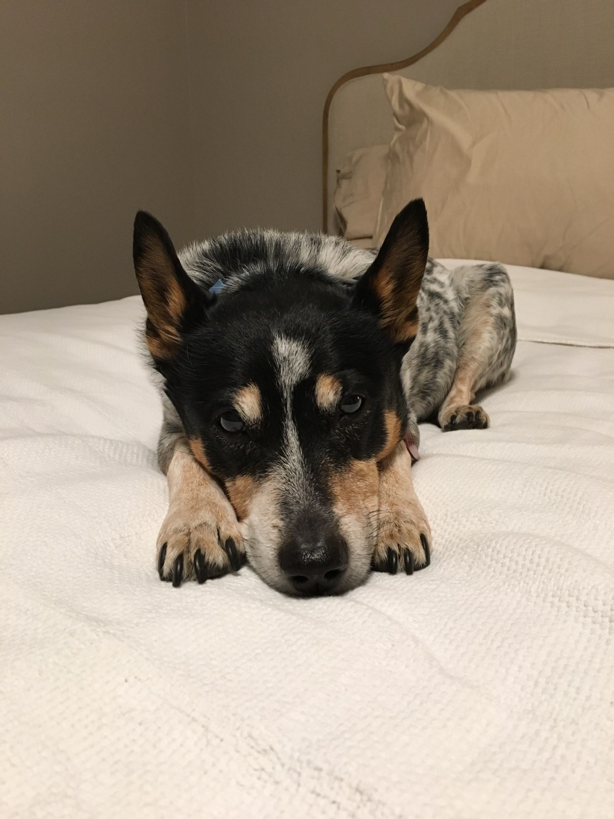 Here I sit in Kingsport&nbsp;Tennessee