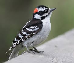 downy woodpecker