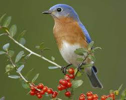 eastern bluebird